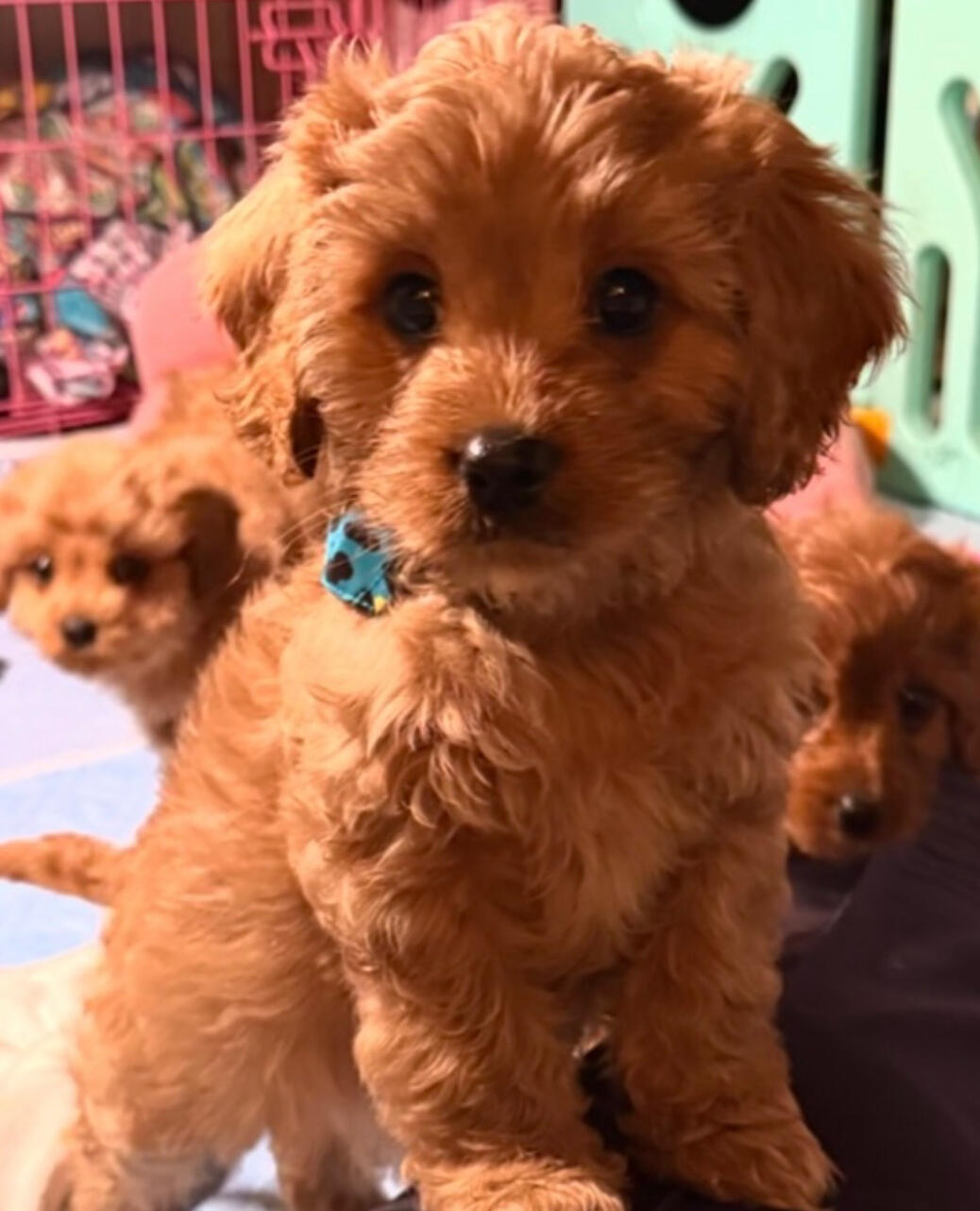 Net and Rues Cavapoos About us